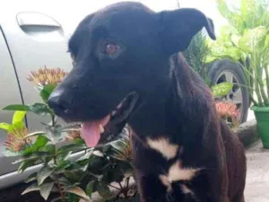 Cachorro raça SRD-ViraLata idade 5 anos nome NEGÃO