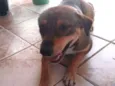 LAURINHA