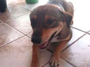 Cachorro raça SRD-ViraLata idade 2 anos nome LAURINHA