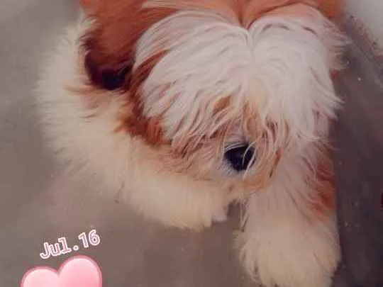 Cachorro raça Shitzu idade 7 a 11 meses nome Billy 