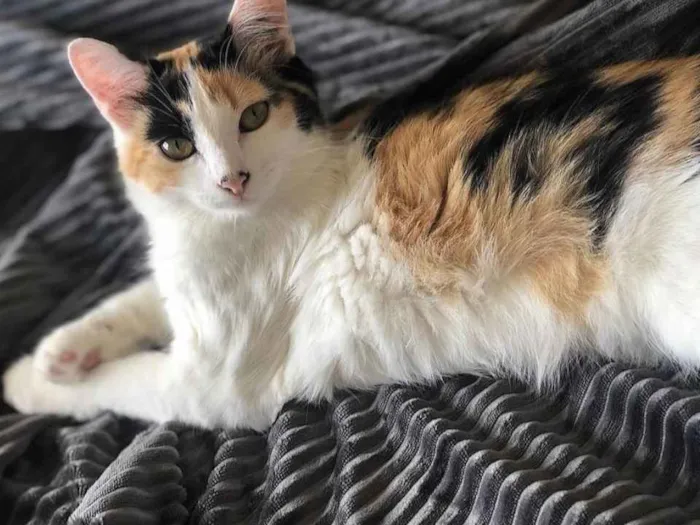 Gato raça Russian blue e angora(vira-lat idade 7 a 11 meses nome Hanna e Luna 