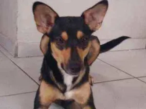 Cachorro raça Srd idade 7 a 11 meses nome Café