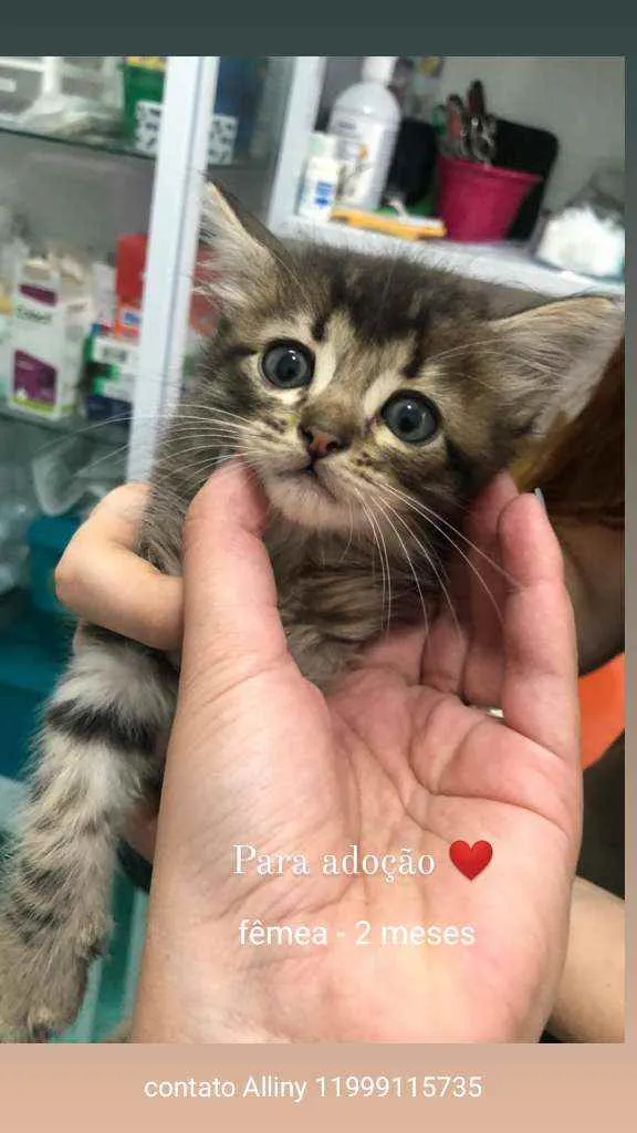Gato ra a SRD idade Abaixo de 2 meses nome Filhote