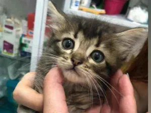 Gato raça SRD idade Abaixo de 2 meses nome Filhote