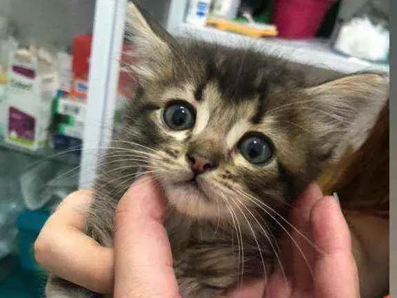 Gato ra a SRD idade Abaixo de 2 meses nome Filhote