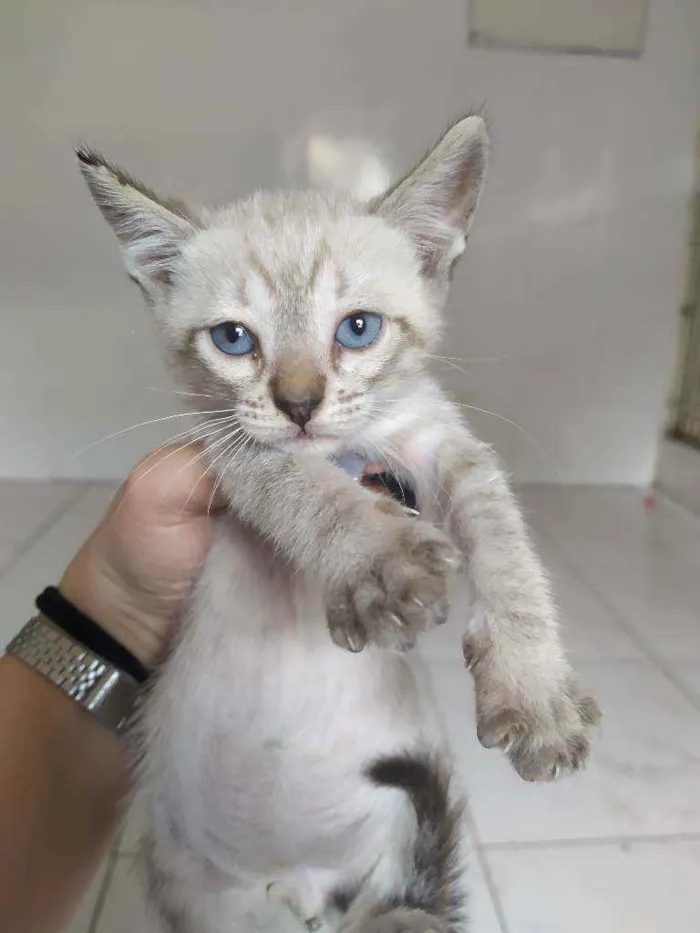 Gato ra a SRD idade Abaixo de 2 meses nome Brad