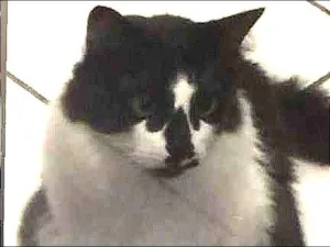 Gato raça SRD idade 2 anos nome Chuvisco GRATIFICA