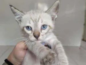 Gato raça SRD idade Abaixo de 2 meses nome Brad