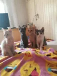 Faísca,amora,tom,epa