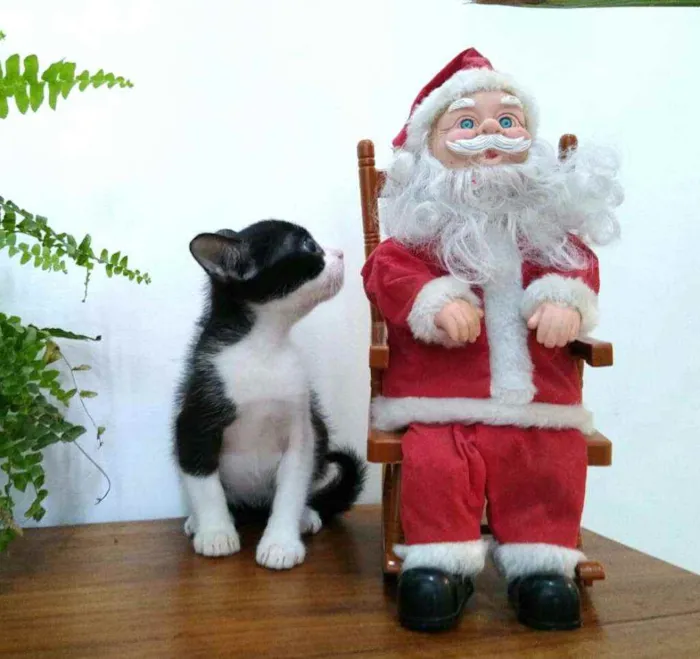 Gato raça  idade 2 a 6 meses nome Filhotes Monique