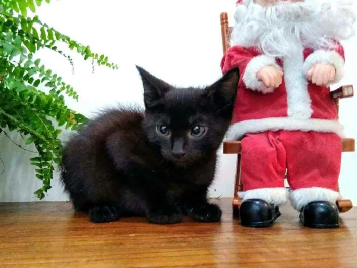 Gato raça  idade 2 a 6 meses nome Filhotes Monique