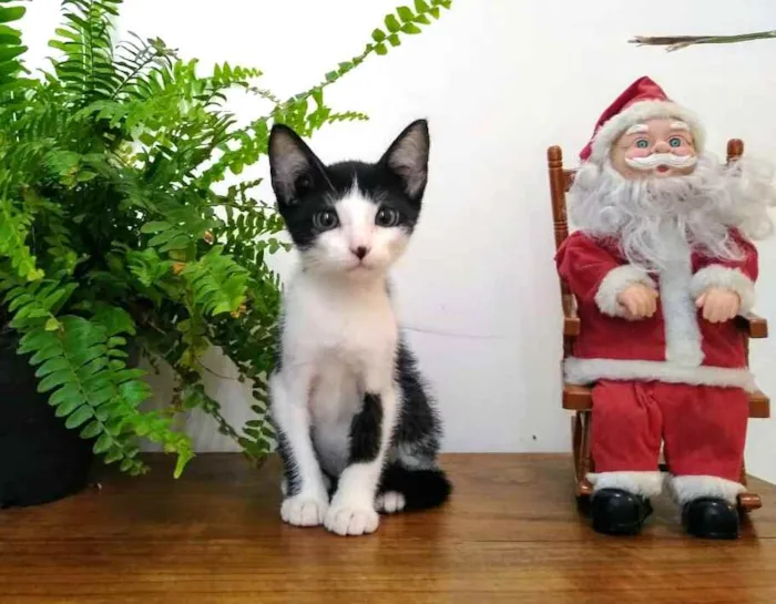 Gato raça  idade 2 a 6 meses nome Filhotes Monique