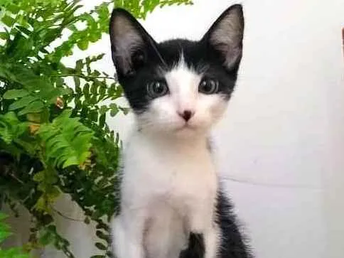 Gato raça  idade 2 a 6 meses nome Filhotes Monique