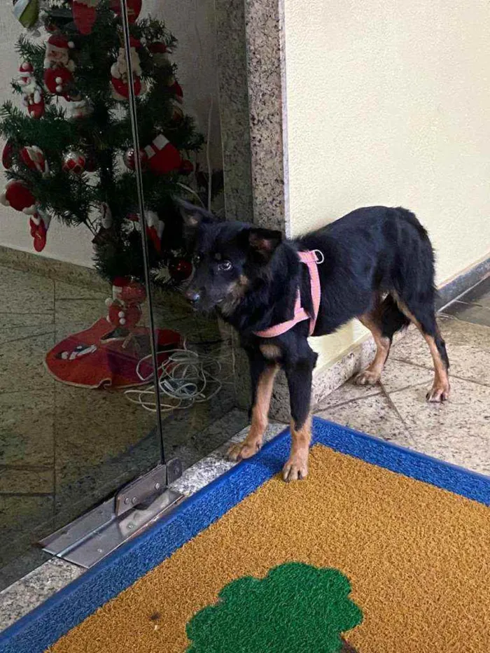 Cachorro ra a Srd idade 1 ano nome Ariel