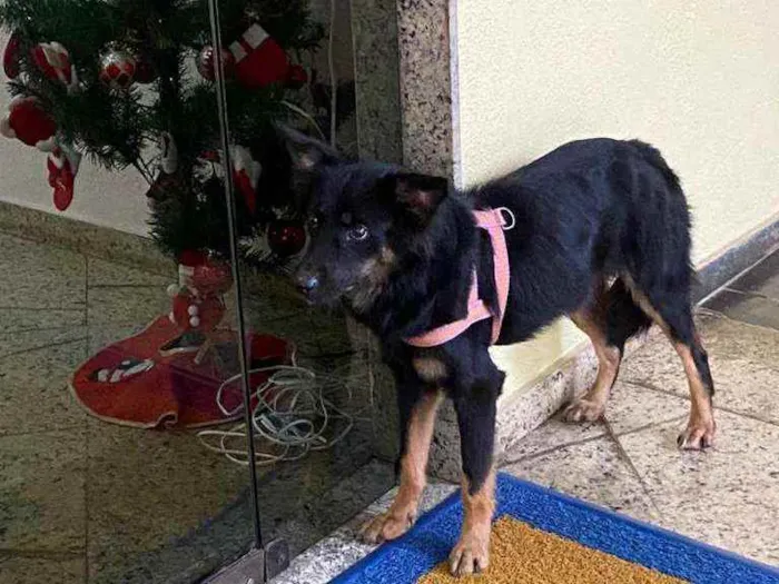 Cachorro ra a Srd idade 1 ano nome Ariel