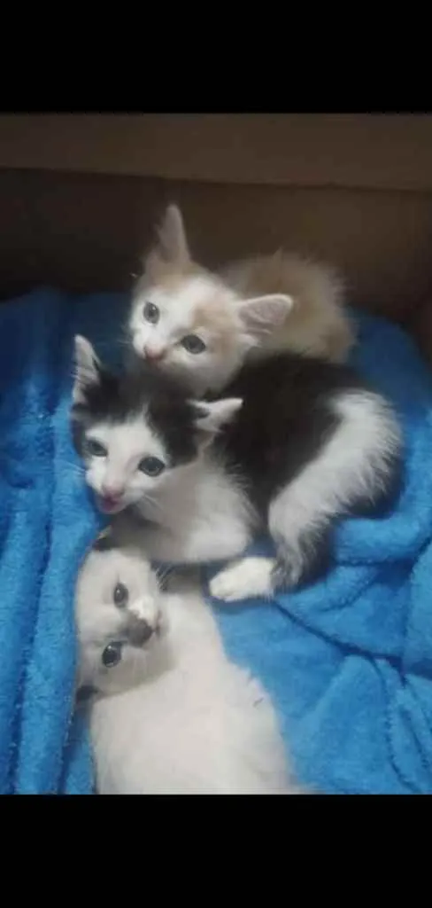 Gato ra a SRD  idade Abaixo de 2 meses nome Sem nome