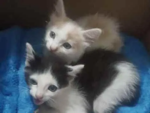Gato ra a SRD  idade Abaixo de 2 meses nome Sem nome