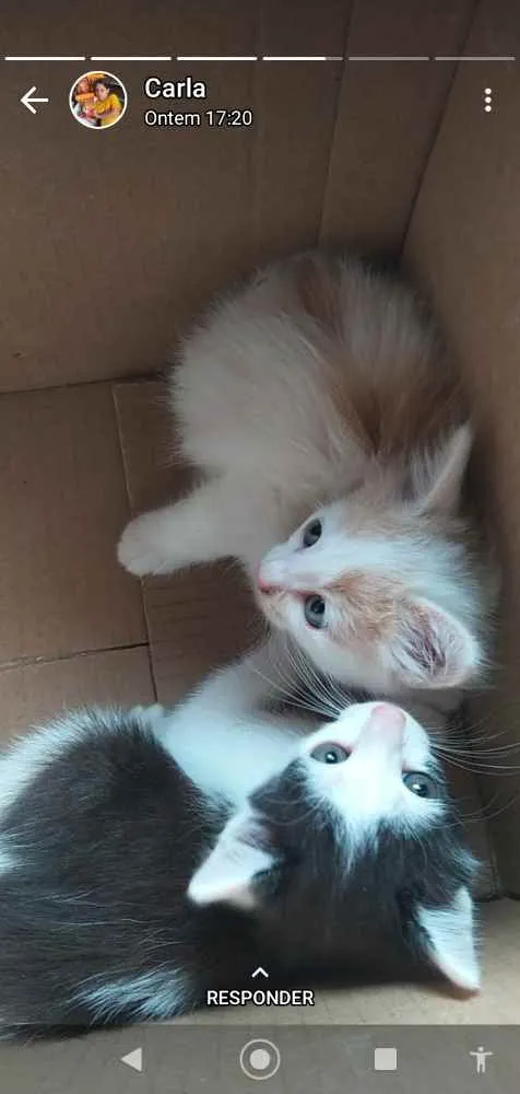 Gato ra a SRD  idade Abaixo de 2 meses nome Sem nome