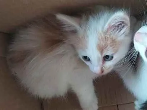 Gato ra a SRD  idade Abaixo de 2 meses nome Sem nome