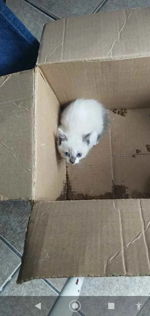 Gato ra a SRD  idade Abaixo de 2 meses nome Sem nome