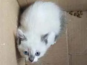Gato ra a SRD  idade Abaixo de 2 meses nome Sem nome