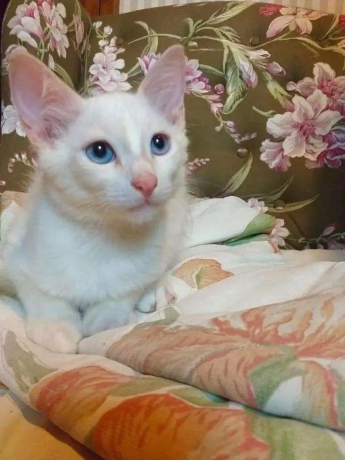 Gato raça SRD-ViraLata idade 2 a 6 meses nome Irmãos Blue