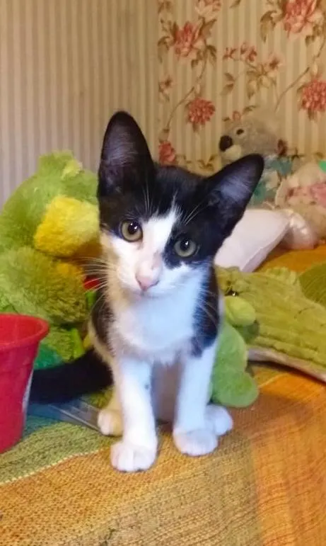 Gato raça SRD-ViraLata idade 2 a 6 meses nome Irmãos Blue