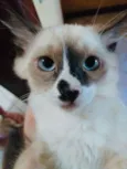 Irmãos Blue