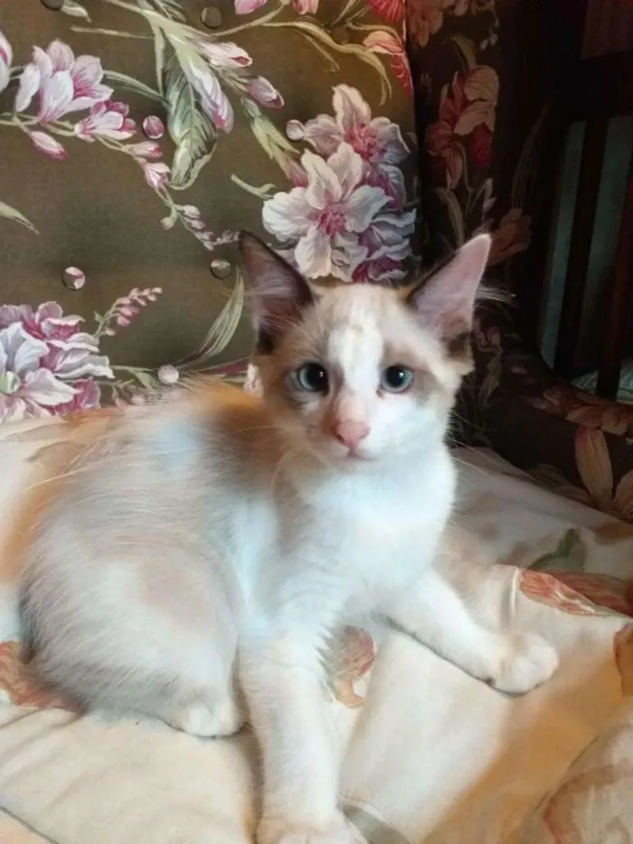 Gato raça SRD-ViraLata idade 2 a 6 meses nome Irmãos Blue