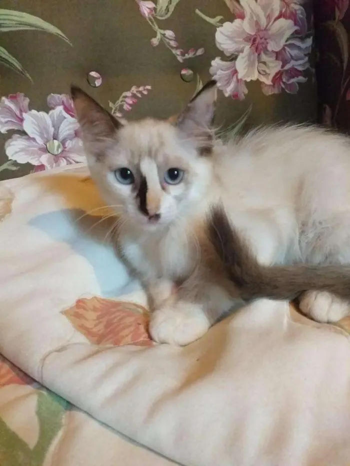 Gato raça SRD-ViraLata idade 2 a 6 meses nome Irmãos Blue