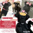 Shakira