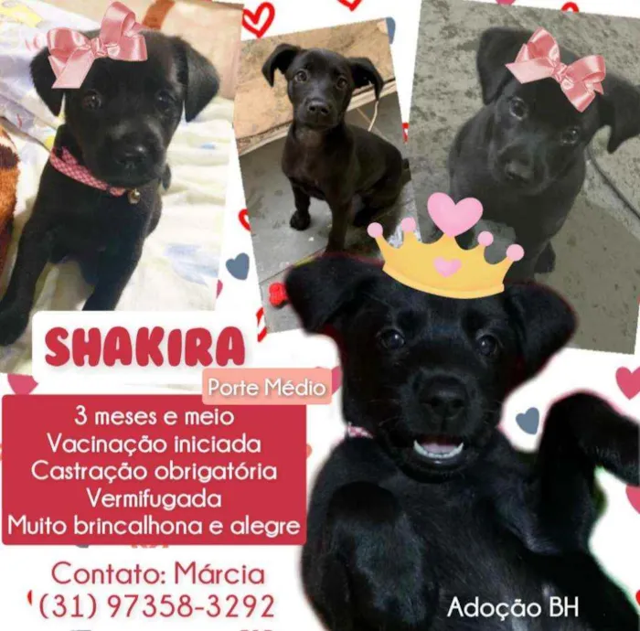 Cachorro raça Srd idade 2 a 6 meses nome Shakira
