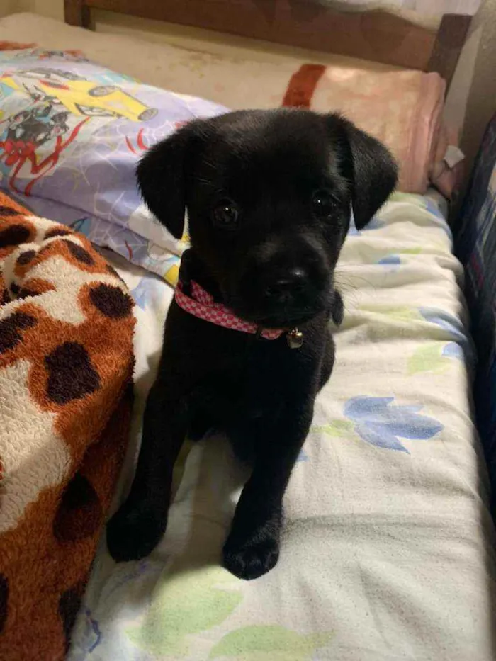 Cachorro raça Srd idade 2 a 6 meses nome Shakira