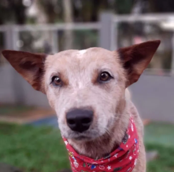 Cachorro ra a SRD-ViraLata idade 1 ano nome TIM