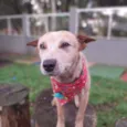 TIM
