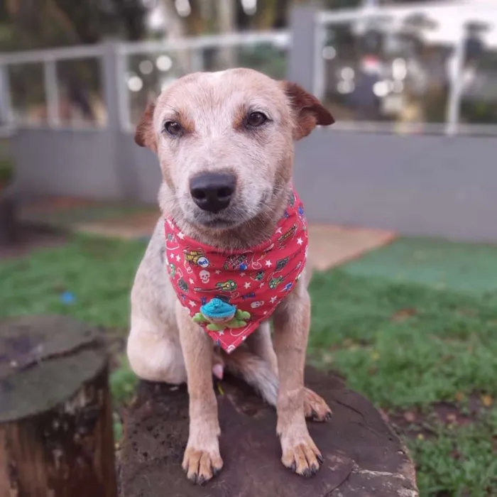 Cachorro ra a SRD-ViraLata idade 1 ano nome TIM