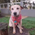TIM