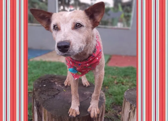 Cachorro ra a SRD-ViraLata idade 1 ano nome TIM