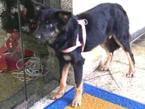 Cachorro raça Srd idade 1 ano nome Ariel