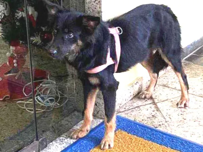 Cachorro ra a Srd idade 1 ano nome Ariel