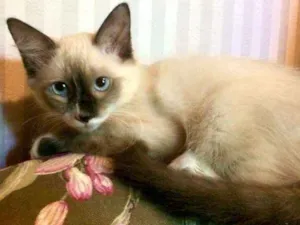 Gato raça SRD-ViraLata idade 2 a 6 meses nome Irmãos Blue