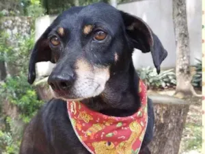 Cachorro raça Srd idade 6 ou mais anos nome VALENTINA