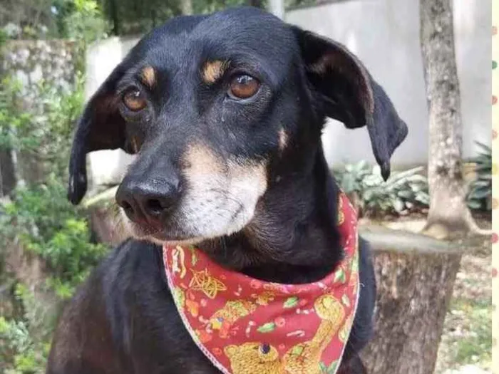 Cachorro ra a Srd idade 6 ou mais anos nome VALENTINA