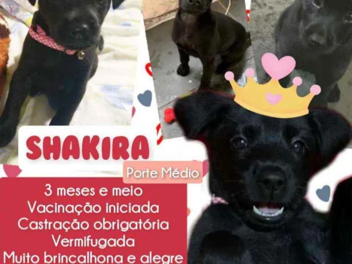 Cachorro raça Srd idade 2 a 6 meses nome Shakira