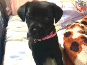 Cachorro raça Srd idade 2 a 6 meses nome Shakira