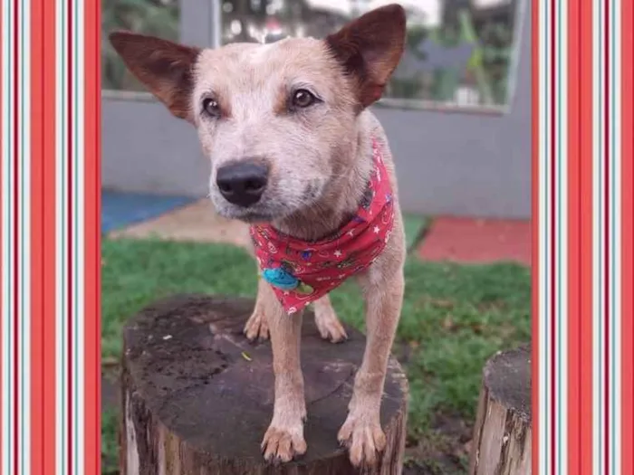 Cachorro ra a SRD-ViraLata idade 1 ano nome TIM