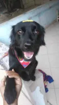 Lilica