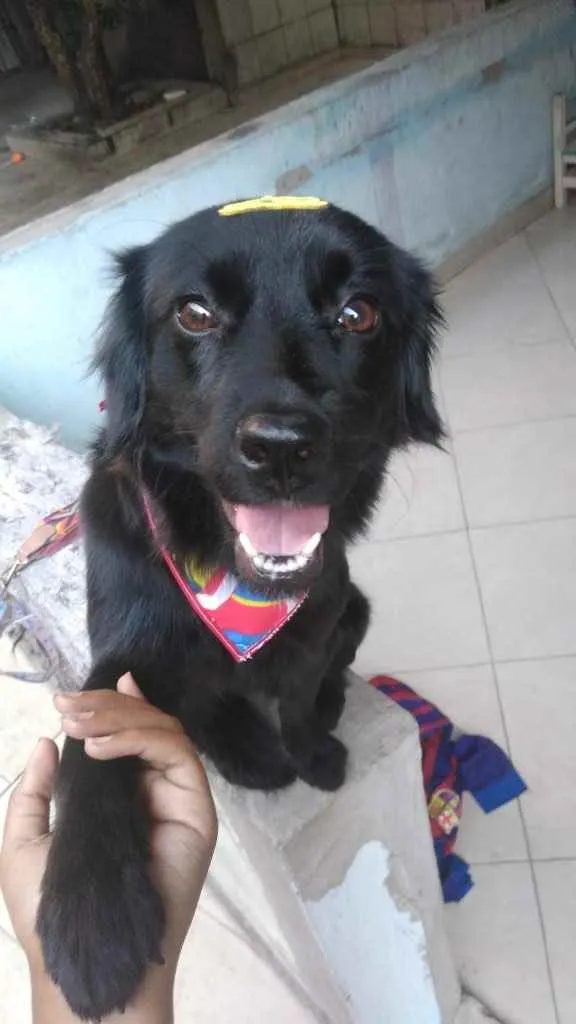 Cachorro ra a Poodle com vira lata idade 2 anos nome Lilica