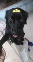 Lilica