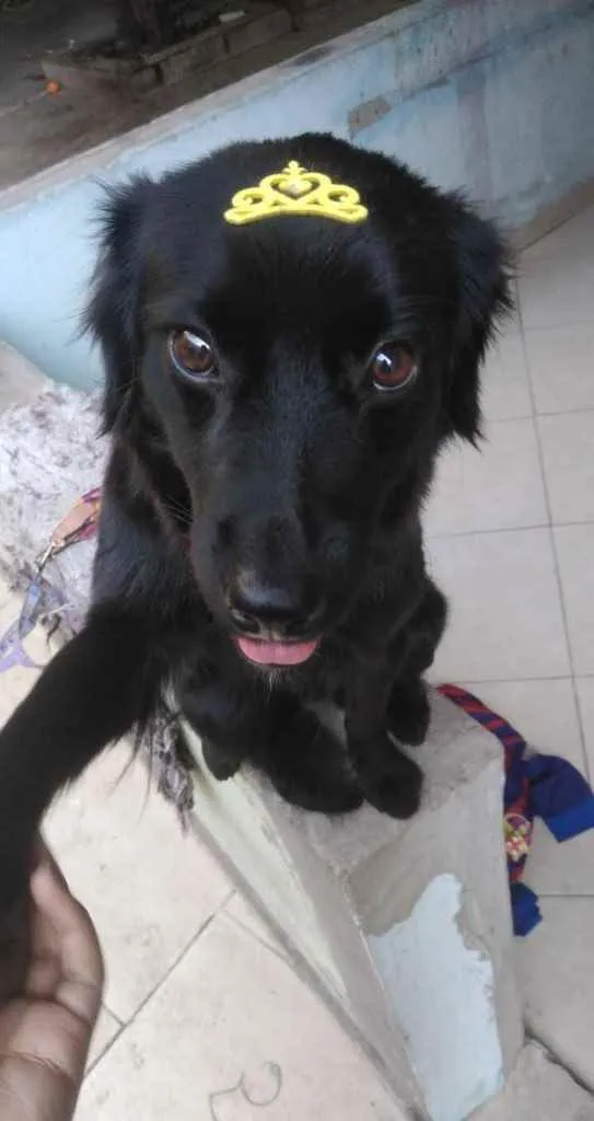 Cachorro ra a Poodle com vira lata idade 2 anos nome Lilica